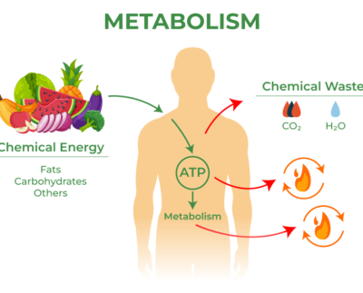 Metabolism and basal metabolic rate diagram showing ATP energy conversion