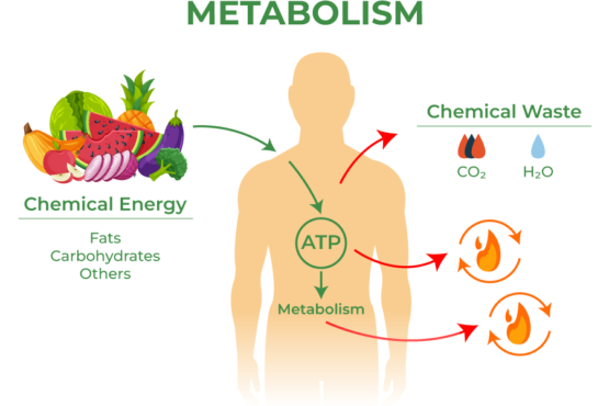 Metabolism and basal metabolic rate diagram showing ATP energy conversion