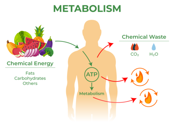 Metabolism and basal metabolic rate diagram showing ATP energy conversion