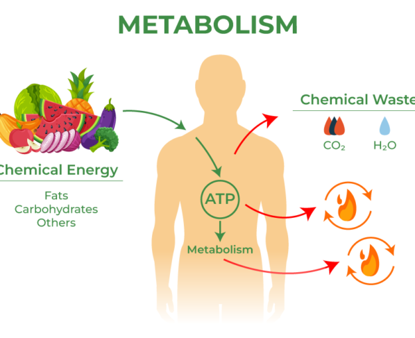 Metabolism and basal metabolic rate diagram showing ATP energy conversion