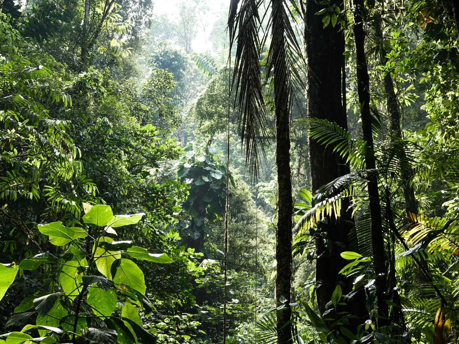 World Health Day & Natural Life: Navigating Excess Heat, Air Pollution, and Global Health Awareness