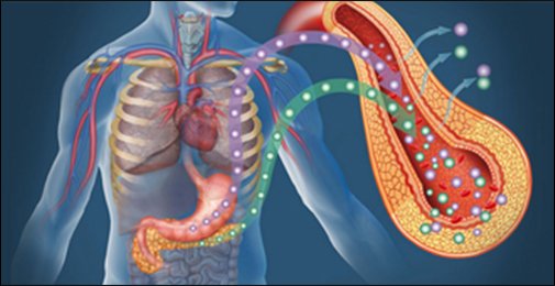 Diagram explaining what metabolism is, how to increase metabolism, and metabolic acidosis with ATP energy production and waste output